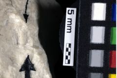 Foto (Detailansicht) von Munitheites kuepperi (Fraaije et al., 2019) (NHMW-GEO-1990-0041-0175)